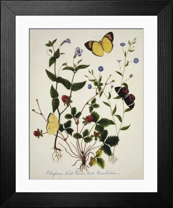 Framed Print : Kotagherry Wild Flowers & Strawberries