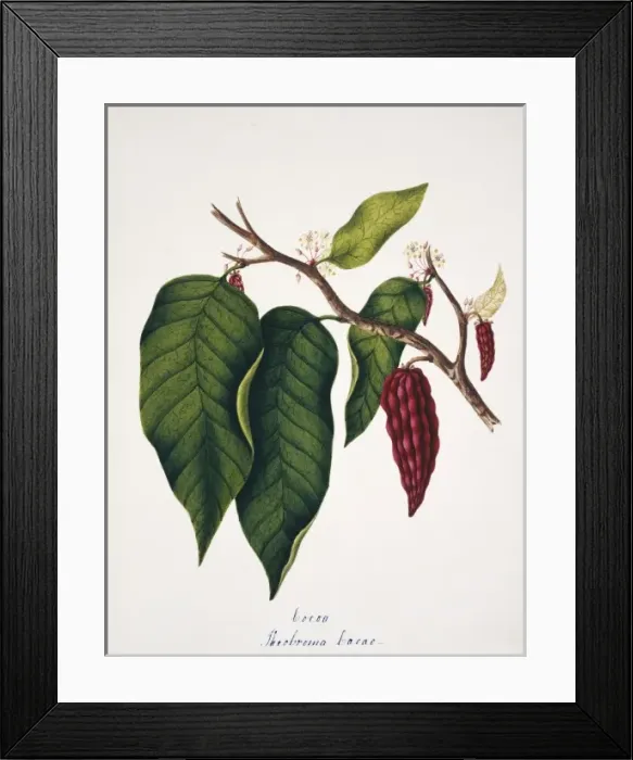Framed Print : Theobroma cacao, cocoa Framed Print : Theobroma cacao, cocoa