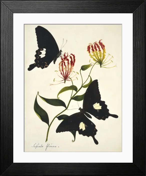 Framed Print : Gloriosa superba, flame lily Framed Print : Gloriosa superba, flame lily