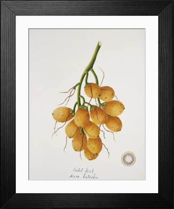 Framed Print : Areca catechu, betel nut Framed Print : Areca catechu, betel nut