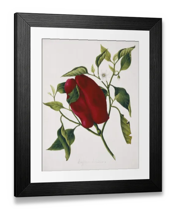 Framed Print : Capsicum sp. caffree chilli Framed Print : Capsicum sp. caffree chilli