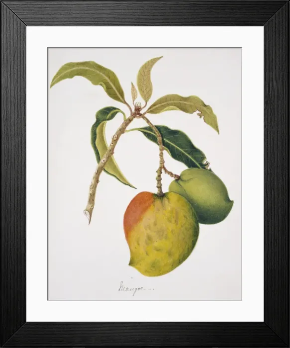 Framed Print : Anthracothorax sp. mango Framed Print : Anthracothorax sp. mango
