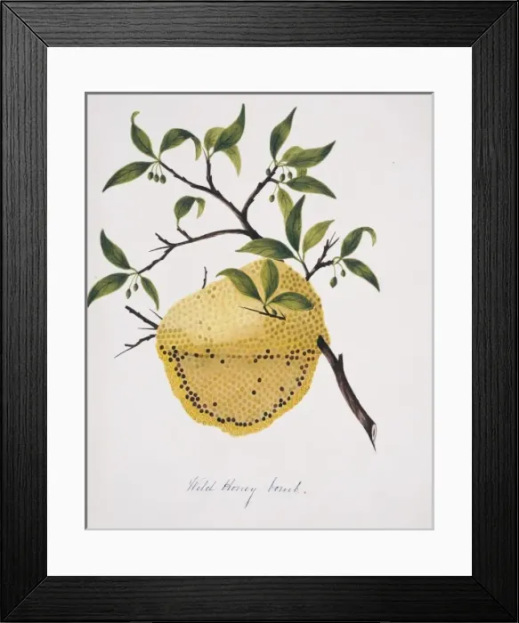 Framed Print : Wild honey comb Framed Print : Wild honey comb