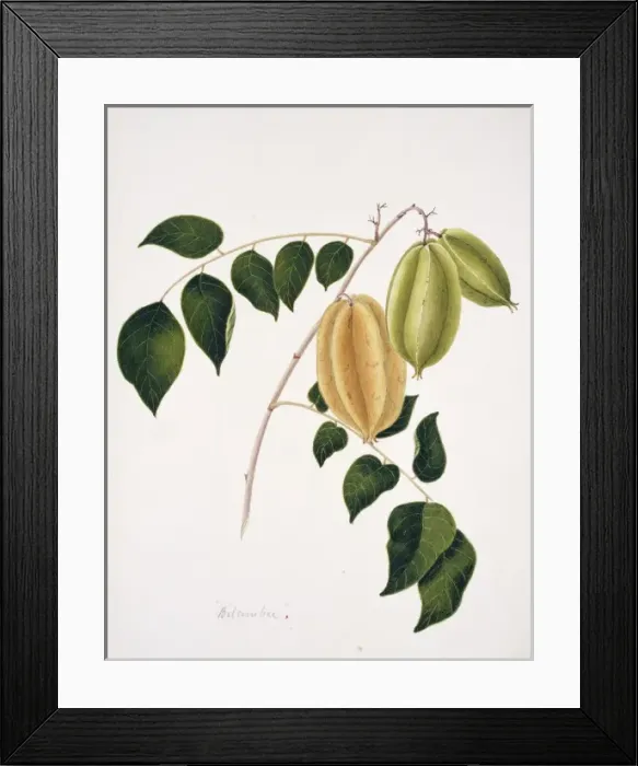 Framed Print : Averrhoa bilimbi, bilimbi Framed Print : Averrhoa bilimbi, bilimbi