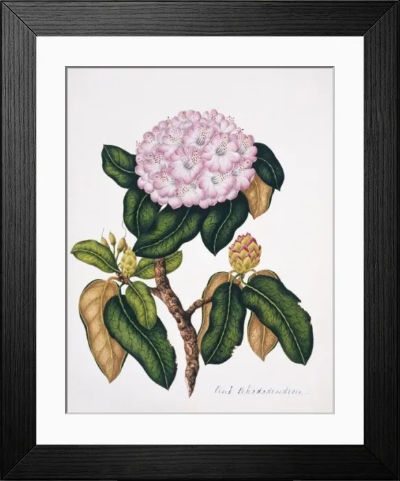 Framed Print : Rhododendron sp. pink rhododendron Framed Print : Rhododendron sp. pink rhododendron