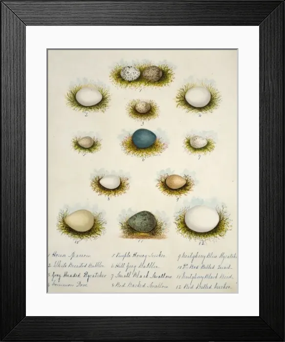 Framed Print : Collection of birds eggs Framed Print : Collection of birds eggs