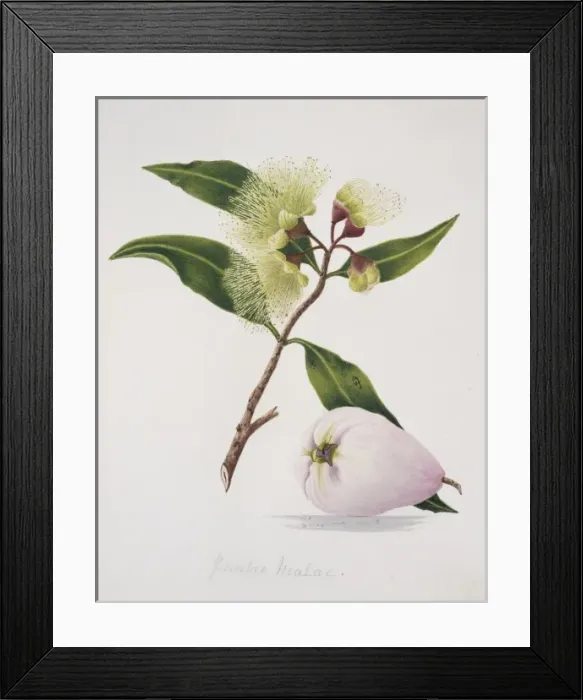 Framed Print : Syzygium malaccense, malay apple Framed Print : Syzygium malaccense, malay apple