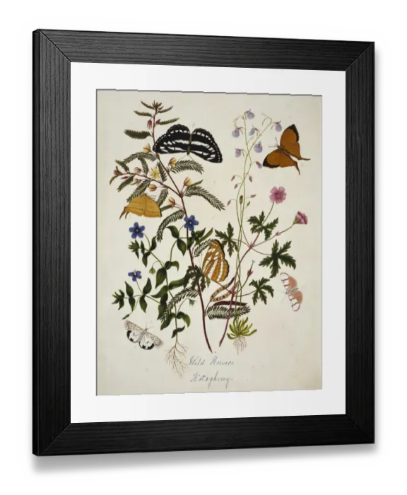 Framed Print : Wild Flowers, kotagherry and six butterflies Framed Print : Wild Flowers, kotagherry and six butterflies