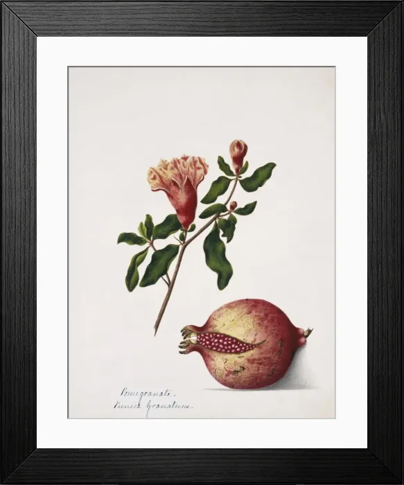 Framed Print : Punica granatuns, pomegranate Framed Print : Punica granatuns, pomegranate