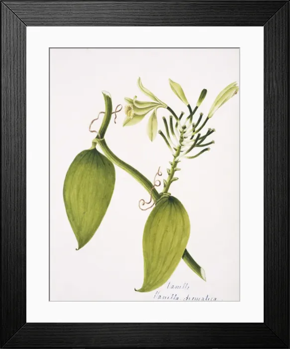 Framed Print : Vanilla aromatica, vanilla Framed Print : Vanilla aromatica, vanilla