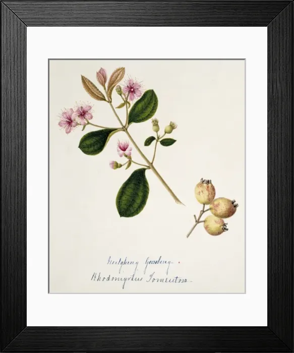 Framed Print : Rhodomytris torneutosa, gooseberry Framed Print : Rhodomytris torneutosa, gooseberry