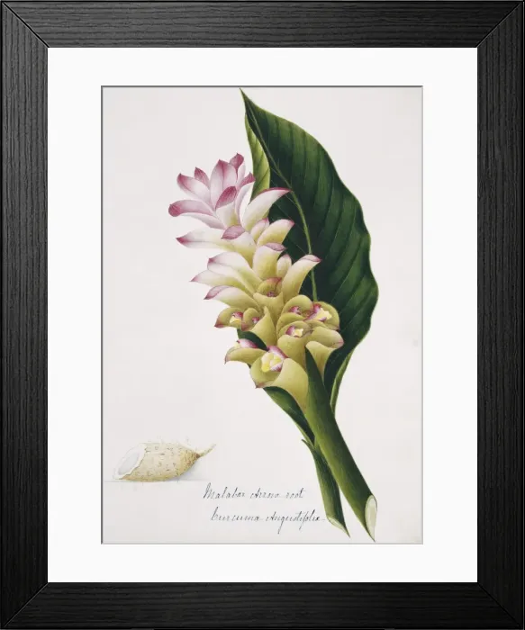 Framed Print : Curcuma augustifolia, malabar arrowroot Framed Print : Curcuma augustifolia, malabar arrowroot