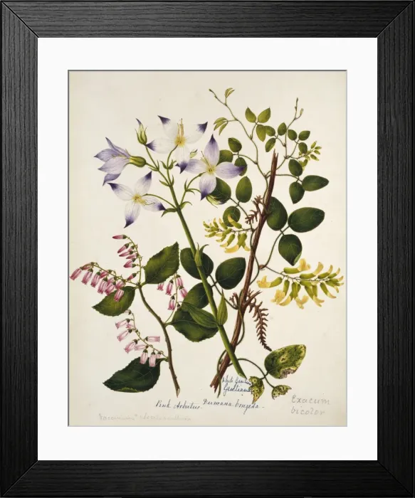 Framed Print : Gentiana, Vaccinuim sp. & Exacum bicolor Framed Print : Gentiana, Vaccinuim sp. & Exacum bicolor