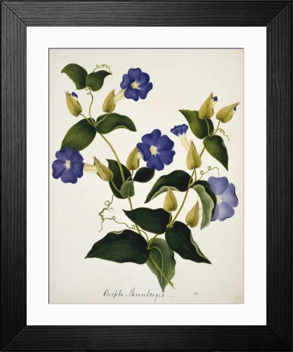 Framed Print : Purple thunbergia, purple thunbergia Framed Print : Purple thunbergia, purple thunbergia