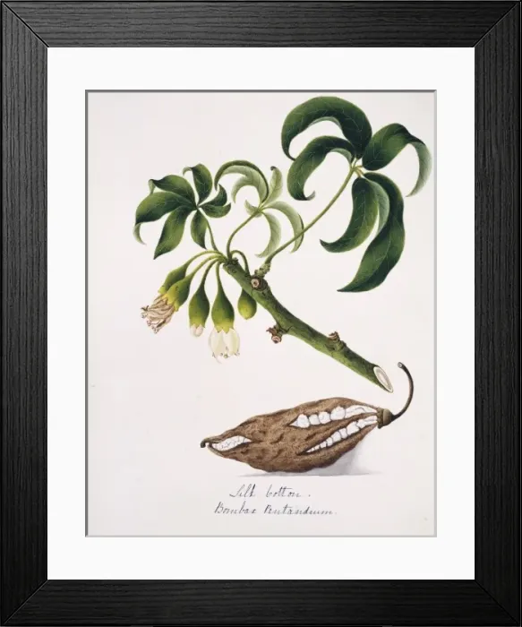 Framed Print : Bombax pentandrum, silk cotton Framed Print : Bombax pentandrum, silk cotton