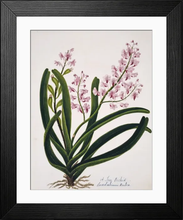 Framed Print : Laceolabinuin rubra, tree orchid Framed Print : Laceolabinuin rubra, tree orchid