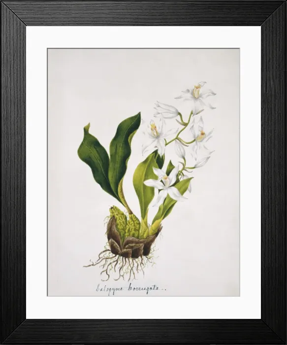 Framed Print : Calogyne corrugata Framed Print : Calogyne corrugata