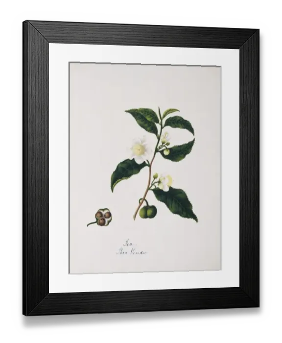 Framed Print : Thea viridis, tea Framed Print : Thea viridis, tea