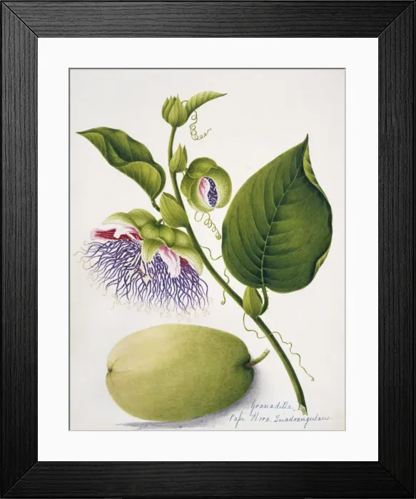 Framed Print : Passiflora quadrangularis, granadilla Framed Print : Passiflora quadrangularis, granadilla