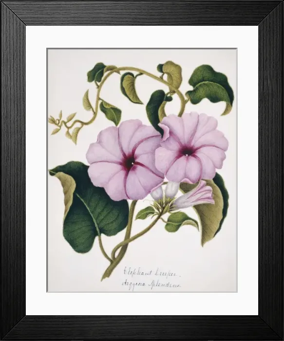 Framed Print : Arqyroia splendens, elephant creeper Framed Print : Arqyroia splendens, elephant creeper