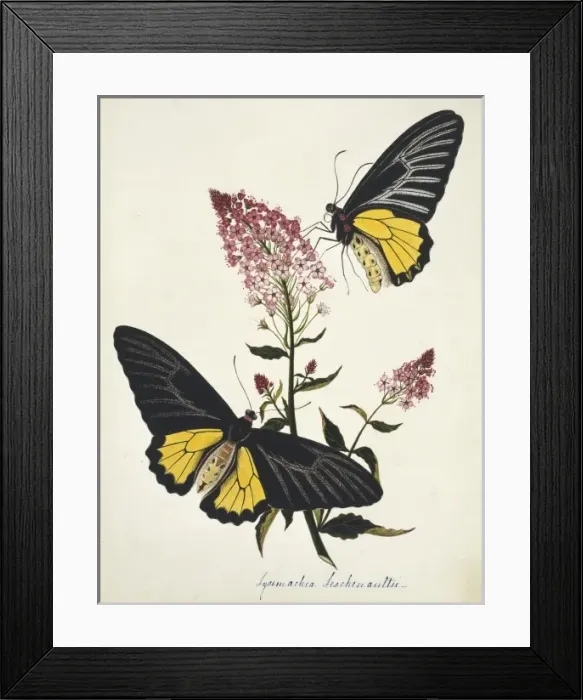 Framed Print : Lysimachia leschenaultii, primrose family Framed Print : Lysimachia leschenaultii, primrose family
