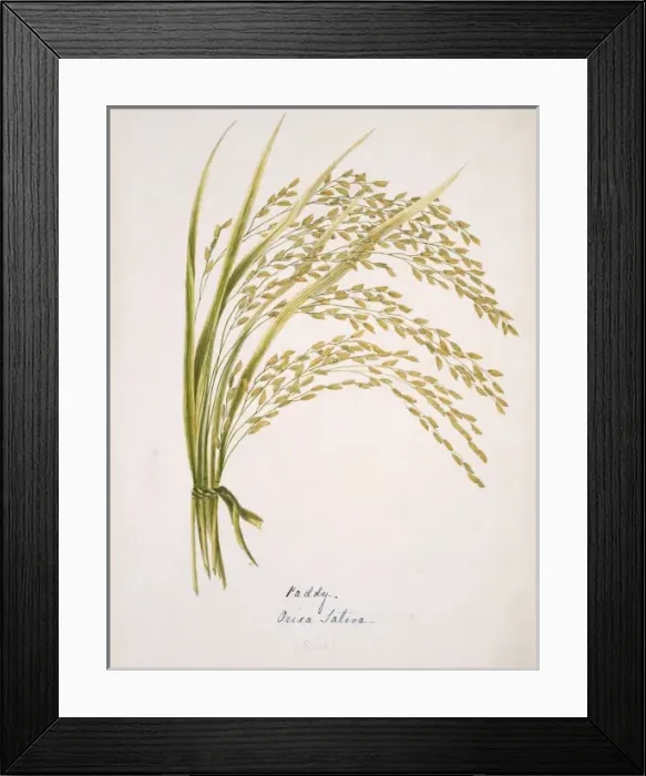 Framed Print : Oryza sativa, common rice Framed Print : Oryza sativa, common rice