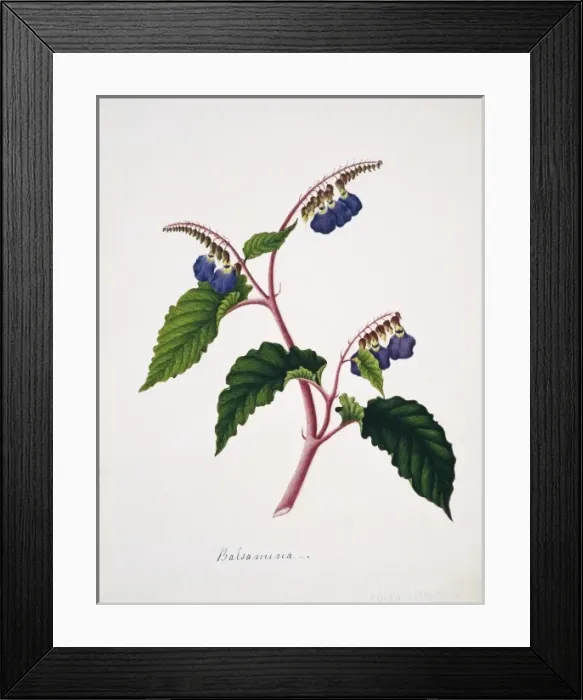 Framed Print : Klugia notoniana, balsamina Framed Print : Klugia notoniana, balsamina