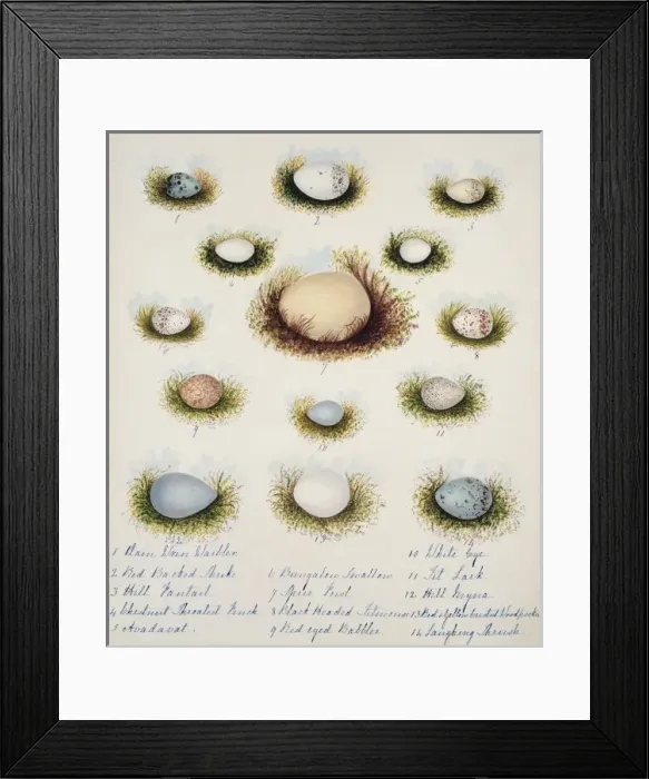 Framed Print : Collection of birds eggs Framed Print : Collection of birds eggs