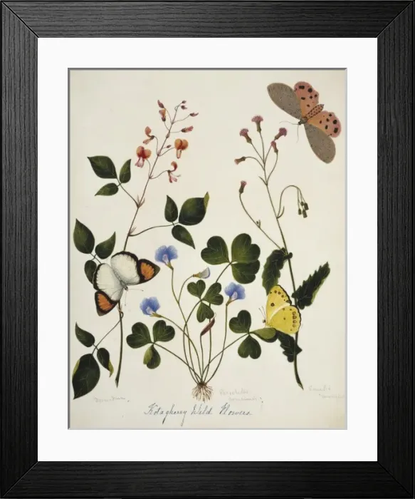 Framed Print : Desmodium and wild flowers Framed Print : Desmodium and wild flowers
