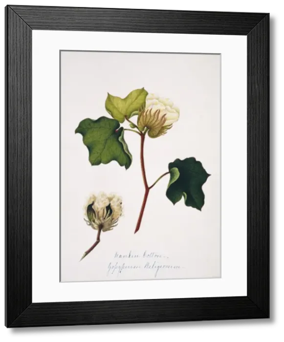 Framed Print : Gopypium beligiosum, nankin cotton Framed Print : Gopypium beligiosum, nankin cotton