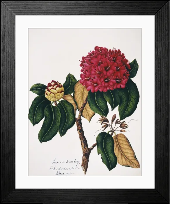 Framed Print : Rhododendron arborcum, Indian rosebay Framed Print : Rhododendron arborcum, Indian rosebay