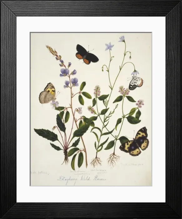 Framed Print : Viola patrinii and wild flowers Framed Print : Viola patrinii and wild flowers