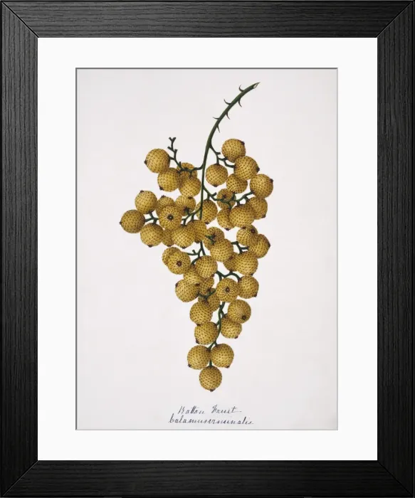 Framed Print : Calamus viminalis, rattan fruit Framed Print : Calamus viminalis, rattan fruit
