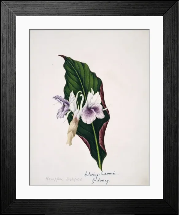 Framed Print : Kempferi ovatifolia, colouring turmeric