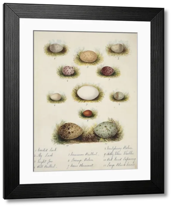 Framed Print : Collection of birds eggs Framed Print : Collection of birds eggs