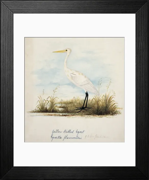 Framed Print : Ardea alba, great egret Framed Print : Ardea alba, great egret