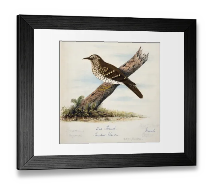 Framed Print : Zoothera wardii, pied thrush Framed Print : Zoothera wardii, pied thrush