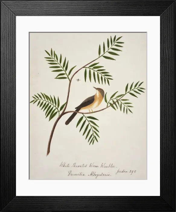 Framed Print : Prinia socialis, ashy prinia Framed Print : Prinia socialis, ashy prinia