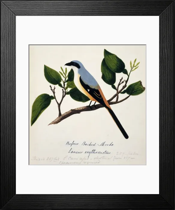 Framed Print : Lanius schach erythronotus, long-tailed shrike Framed Print : Lanius schach erythronotus, long-tailed shrike
