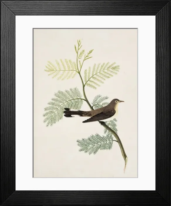 Framed Print : Ficedula parva, red-breasted flycatcher Framed Print : Ficedula parva, red-breasted flycatcher