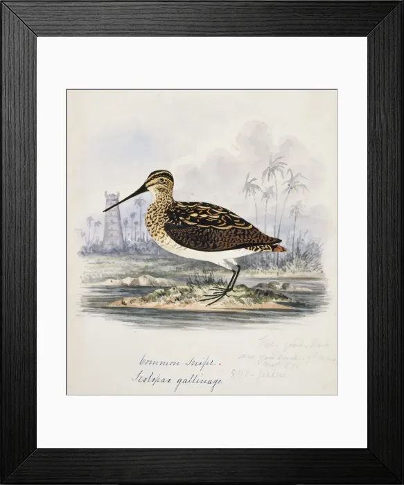 Framed Print : Gallinago gallinago, common snipe Framed Print : Gallinago gallinago, common snipe