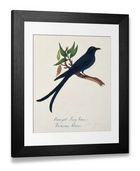 Framed Print : Dicrurus aeneus, bronzed drongo Framed Print : Dicrurus aeneus, bronzed drongo