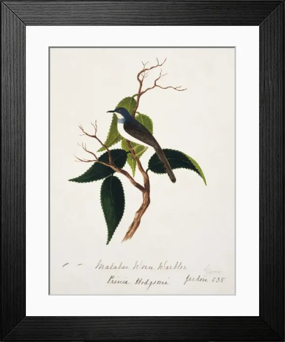 Framed Print : Prinia hodgsonii, grey-breasted prinia Framed Print : Prinia hodgsonii, grey-breasted prinia