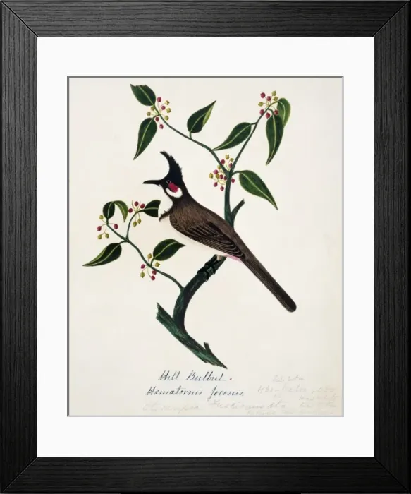 Framed Print : Pycnonotus jocosus, red-whiskered bulbul Framed Print : Pycnonotus jocosus, red-whiskered bulbul