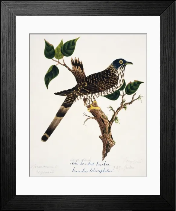 Framed Print : Cuculus sparverioides, large hawk-cuckoo Framed Print : Cuculus sparverioides, large hawk-cuckoo