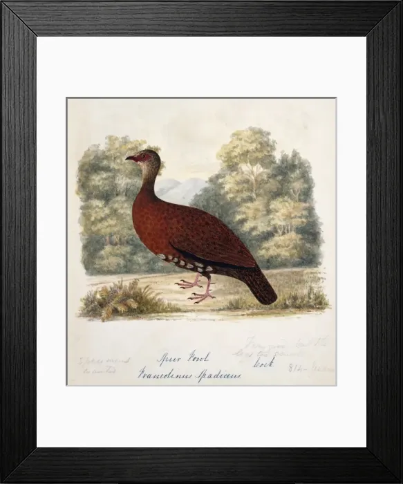 Framed Print : Galloperdix spadicea, red spurfowl Framed Print : Galloperdix spadicea, red spurfowl