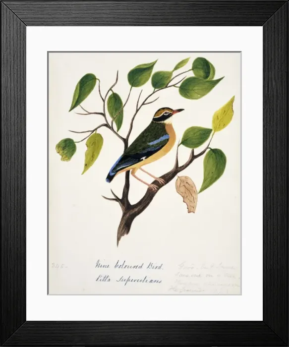 Framed Print : Pitta brachyura, Indian pitta Framed Print : Pitta brachyura, Indian pitta