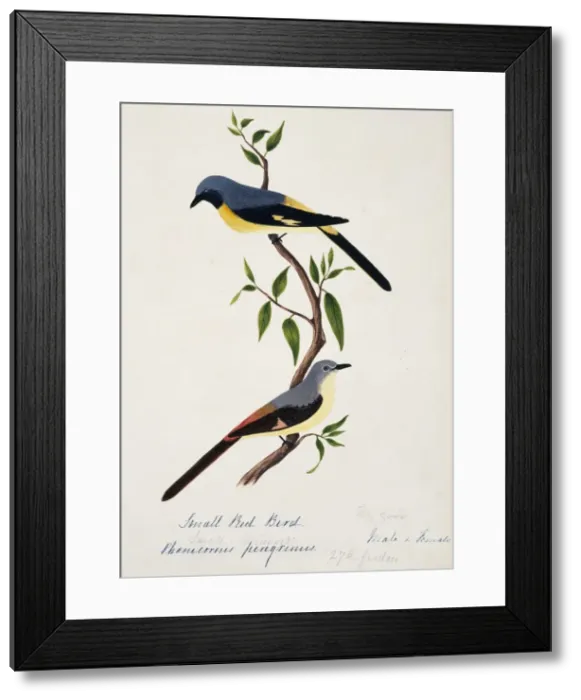 Framed Print : Pericrocotus cinnamomeus peregrinus, small minivet Framed Print : Pericrocotus cinnamomeus peregrinus, small minivet