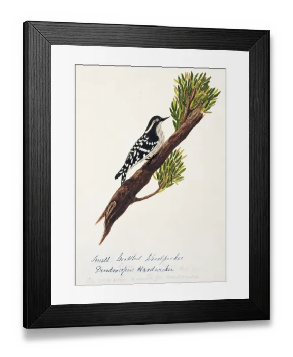 Framed Print : Dendrocopos moluccensis hardwickii, brown-capped woodpecker Framed Print : Dendrocopos moluccensis hardwickii, brown-capped woodpecker