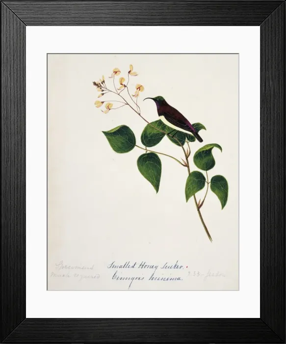 Framed Print : Nectarinia minima, crimson-backed sunbird Framed Print : Nectarinia minima, crimson-backed sunbird